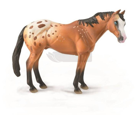 Koń Appaloosa wałach jasnobrązowy