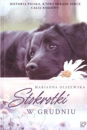 Stokrotki w grudniu