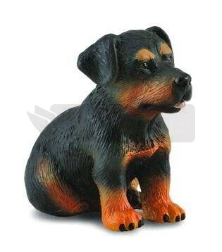 Pies rottweiler szczeniak