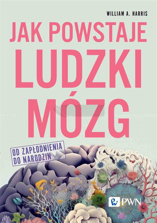 Jak powstaje ludzki mózg