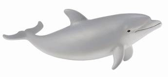 Delfin butlonosy młody