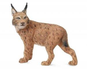 Ryś