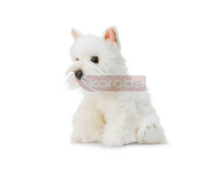 Pluszowy Westie