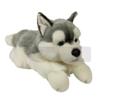 Pies Husky 61cm