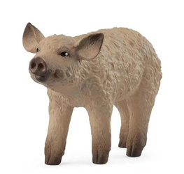 Prosię Mangalica