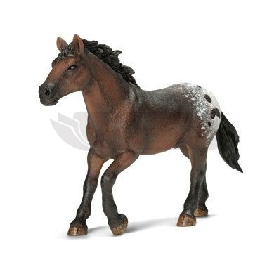 Ogier rasy Appaloosa new 2013