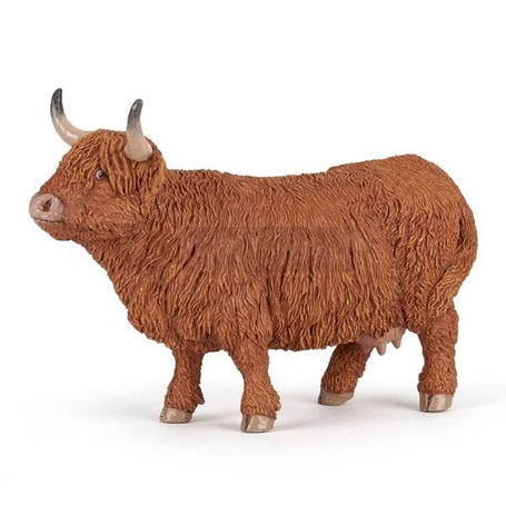 Byk Highland Cattle