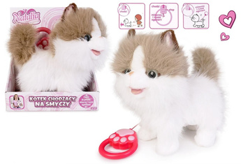 Kot chodzący na smyczy biało rudy