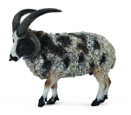 Owca wielorga