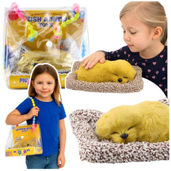 Śpiący labrador na poduszce dżwięk