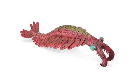 Anomalocaris
