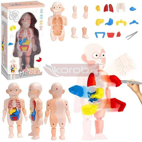 Model anatomiczny ciało człowieka