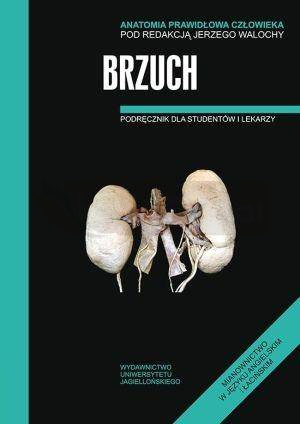 Anatomia prawidłowa człowieka. Brzuch