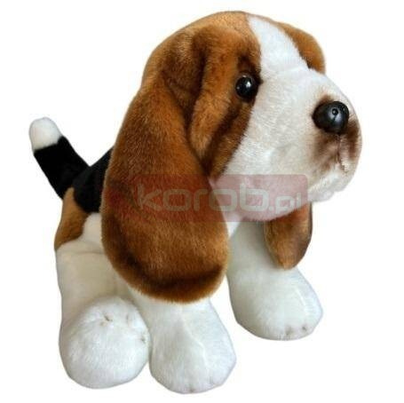 Basset siedzący 30cm