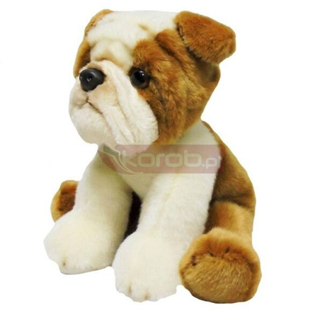 Pies bull dog 30cm