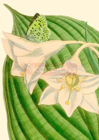 Karnet B6 z kopertą Eucharis sanderi