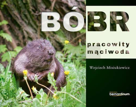 Bóbr - pracowity mąciwoda