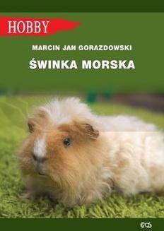 Świnka morska w.2021