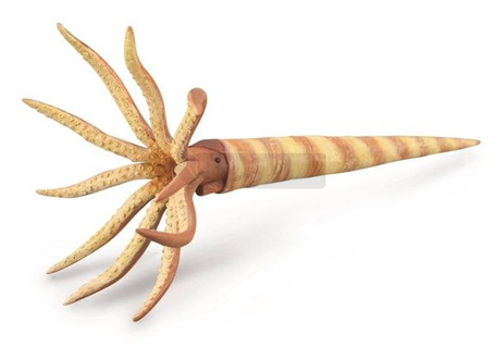 Orthoceras