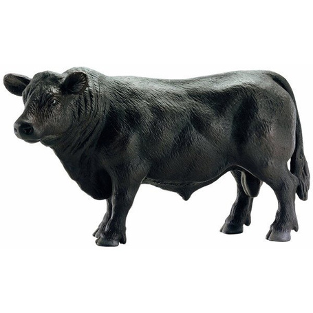 Angus czarny byk