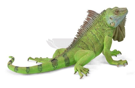 Iguana