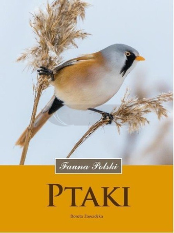 Ptaki. Fauna Polski