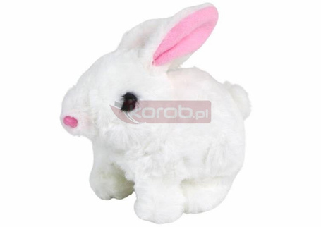 Króliczek chodzący krótka sierść biały