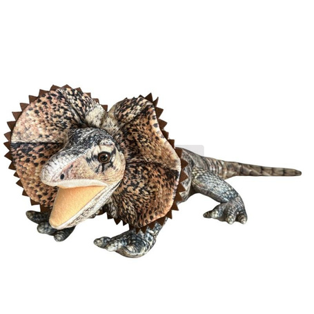Agama 65cm