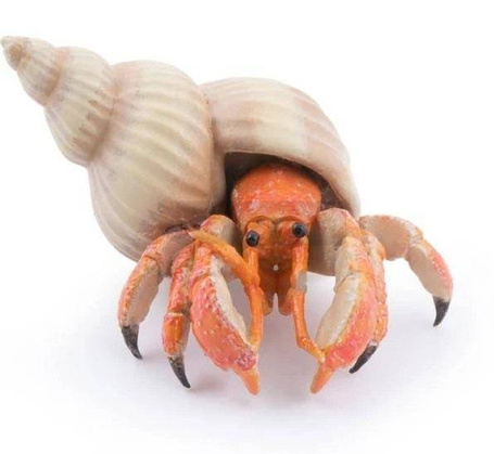 Krab pustelnik