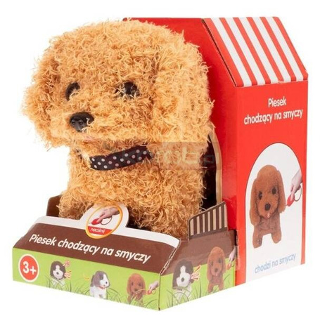 Piesek chodzący na smyczy