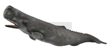 Sperm Whale