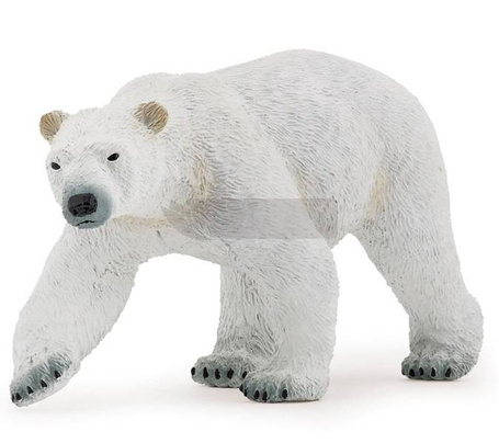 Niedźwiedź polarny