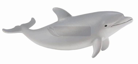 Delfin butlonosy młody