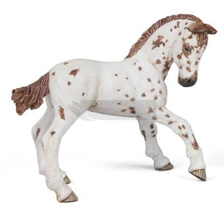 Żrebię Appaloosa
