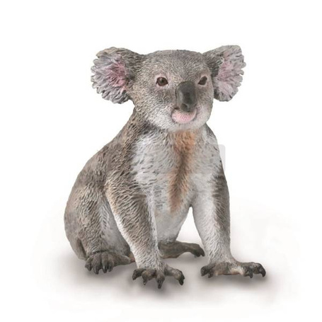 Miś koala