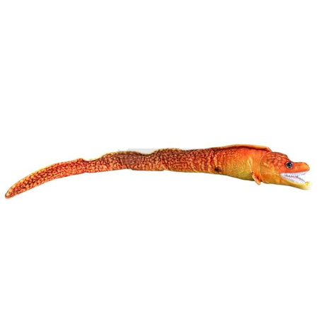 Murena pomarańczowa 80cm
