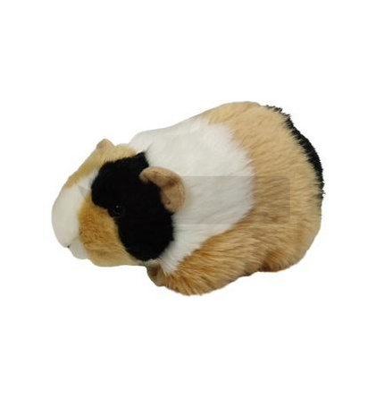 Świnka morska łaciata 20cm