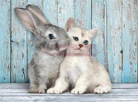 Puzzle 500 Compact Cat & Bunny