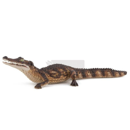 Kajman
