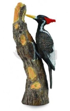 Dzięcioł wielkodzioby