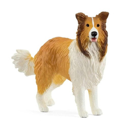 Collie