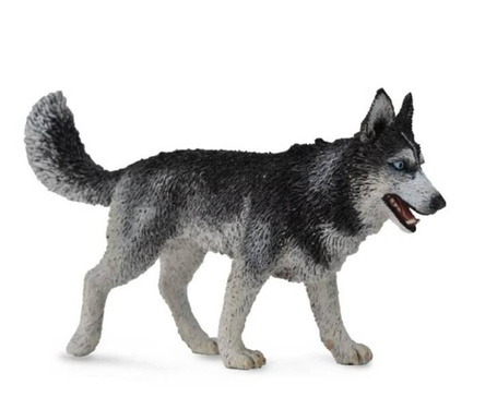 Pies Rasy Siberian Husky