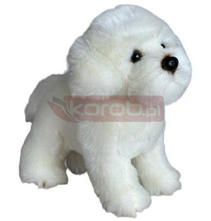 Maltańczyk stojący 30cm