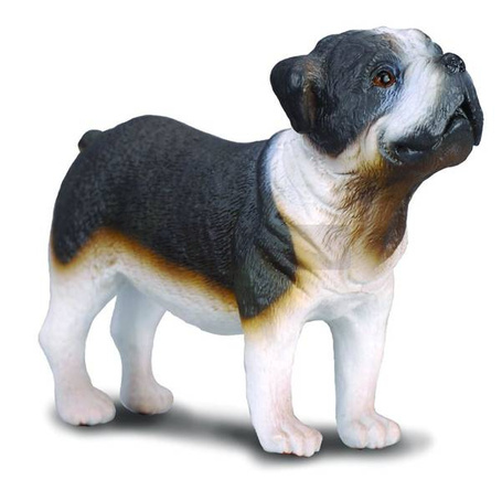 Pies buldog