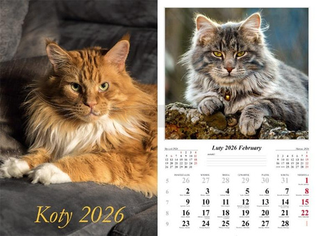 Kalendarz 2026 ścienny Koty