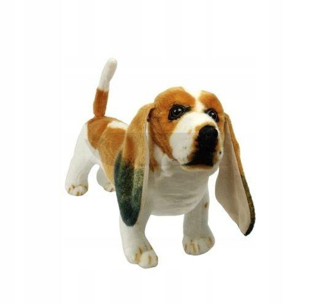 Pies basset 44cm