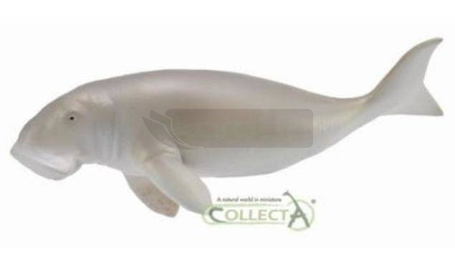 Diugoń przybrzeżny