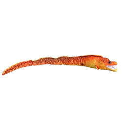 Murena pomarańczowa 80cm