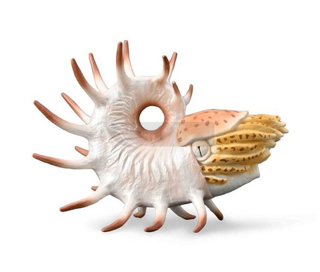 Cooperoceras