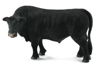 Byk czarny angus